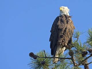 Bald Eagle