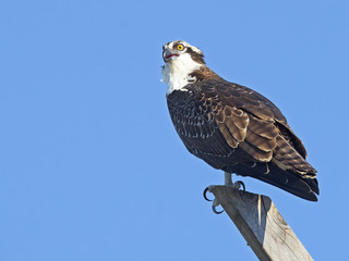 Juvenile Osprey