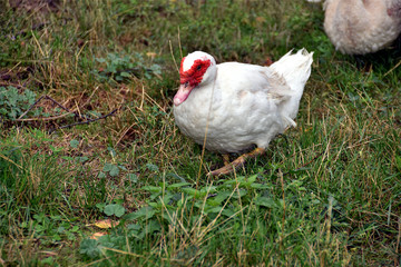 Canard de Barbarie ou canard musqué