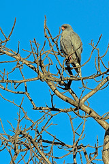 African Harrier Hawk South Africa