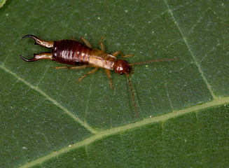 Macrophotographie d'un insecte: Perce-oreille (Forficula auricularia)