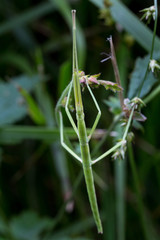 Fototapeta premium Macrophotographie d'un insecte: Phasme gaulois (Clonopsis gallica)