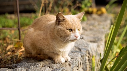 ginger tabby cat in autumn garden