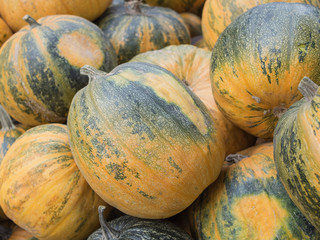Harvest: Heap of Styrian oil pumpkin, Cucurbita pepo styriaca