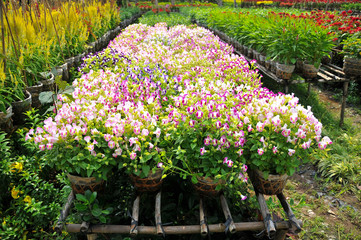Fototapeta premium Spring time at Sa Dec Flower village, Dong Thap province, Vietnam. This is to prepare for Tet Holidays or Lunar New Year in Vietnam. 