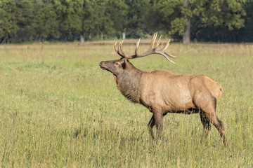 Naklejka na ściany i meble Elk In The Cataloochee Valley