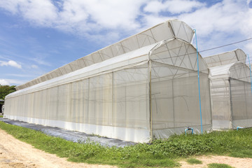 Fototapeta premium Greenhouse melon farm on blue sky background
