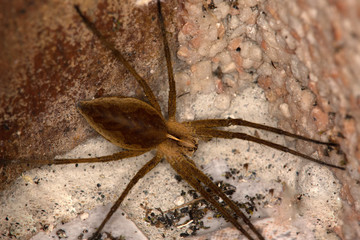 Macrophotographie d'un insecte: Pisaure admirable (Pisaura mirabilis)