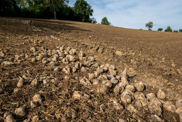 Die letzten Rüben auf dem Acker