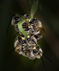 Macrophotographie d'un insecte: Regroupement d'Eucères à longues antennes (Eucera longicornis)