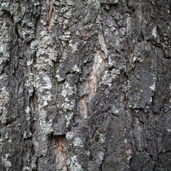 Closeup bark texture of the old birch for background