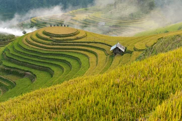 Foto auf Acrylglas Mu Cang Chai Terrassenreisfelder, Vietnam