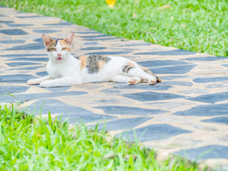 Focus at cat lies on concrete floor