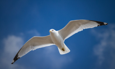 A seagull flying in the blue sky