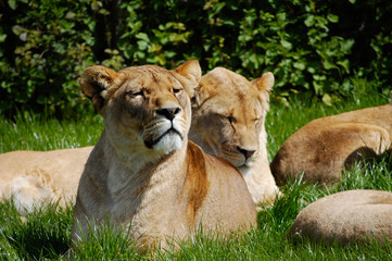Lioness in a pride