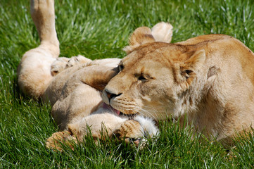 Lioness and cub