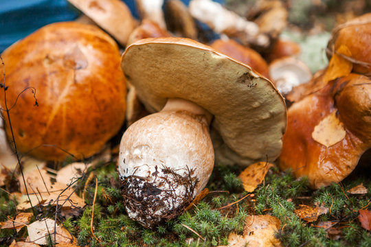 Mushrooms close up.