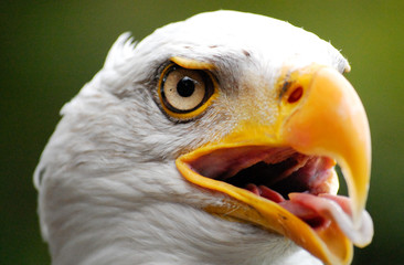 Portrait of a bald eagle