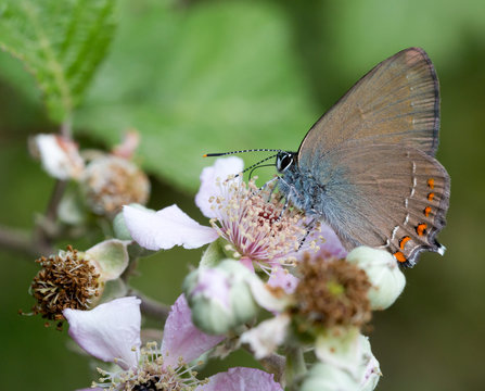 Macrophotographie d'un insecte: Thecla de l'yeuse (Satyrium ilicis)