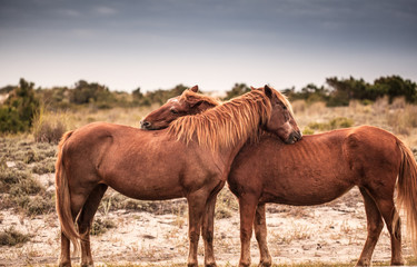 Fototapeta na wymiar Wild Horses Of Assateaque