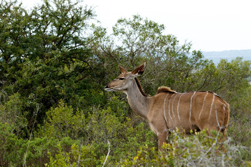 Fototapeta premium Staring Into The Future - Greater Kudu - Tragelaphus strepsicero