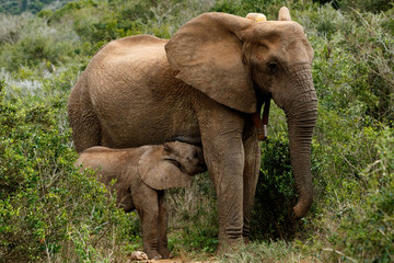 Drinking Time - African Bush Elephant