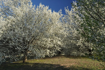 Decorative Pear Tree Photos Royalty Free Images Graphics