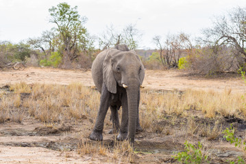 One single African Elephant walking in the distance. Wildlife Safari in the Kruger National Park, the main travel destination in South Africa. Front view, looking at camera.