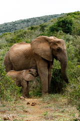 Fototapeta na wymiar Mom And Baby - African Bush Elephant
