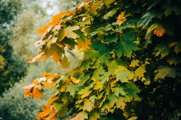 Tree branch with yellow leaves
