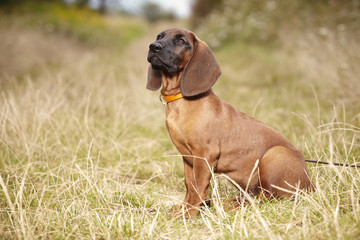 Nice young Bavarian mountain scenthound outdoor on meadow