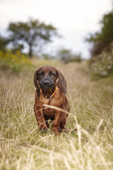 Little Bavarian mountain scenthound outdoor on meadow