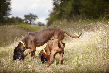 Couple of Bavarian mountain scenthounds