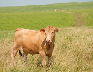 Fototapeta na wymiar Young steer on prairie pasture in summer