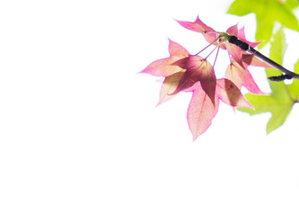 red leaves and green leaves on white background