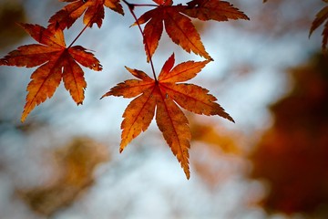 Fin d'automne à Kanazawa, Japon