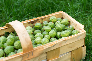 Stachelbeeren / Stachelbeeren in einem Korb
