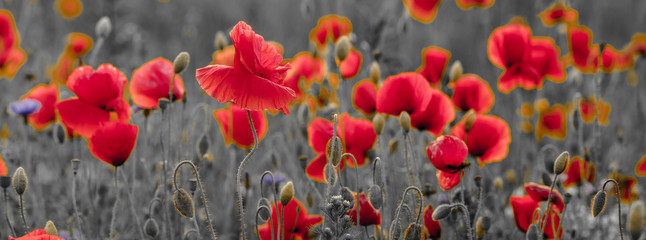 panorama of poppies and wild flowers, selective color, red and black
