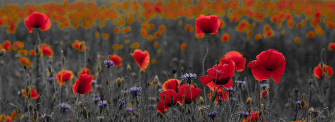 panorama de coquelicots et de fleurs sauvages, couleur sélective, rouge et noir