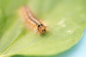 Raupe / kleine Raupe auf einem Blatt