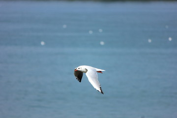Flying Seagull over blue water