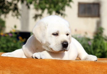 the little labrador puppy on an orange background