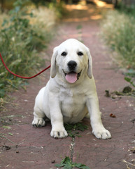 the little cute labrador puppy n the garden