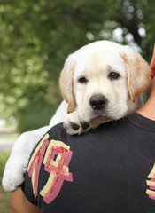 little labrador puppy on a shoulder