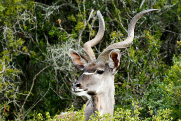 Fototapeta premium Greater Kudu - Tragelaphus strepsiceros