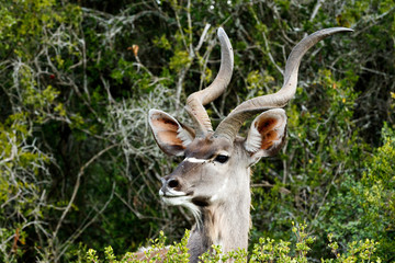 This Side Look - Greater Kudu - Tragelaphus strepsiceros