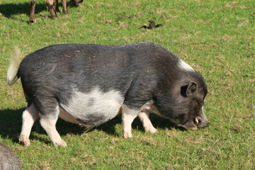 Gl&uuml;ckliches Freilandschwein