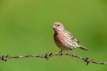 House Finch on Rusty Barbed-Wire