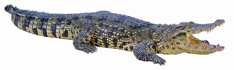 Selbstklebende Fototapete Krokodil Krokodil auf weißem Hintergrund.