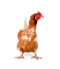 Braunes Huhn / Henne steht frontal und blickt zur Seite